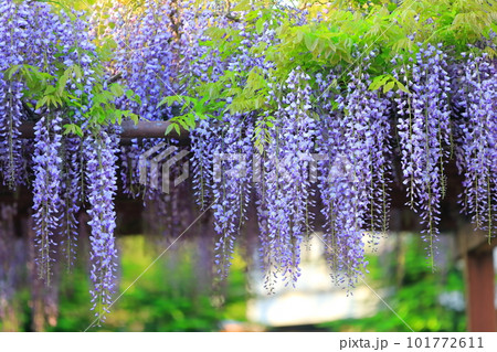 フジの花 フジの花 101772611