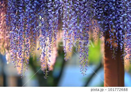 フジの花 フジの花 101772688