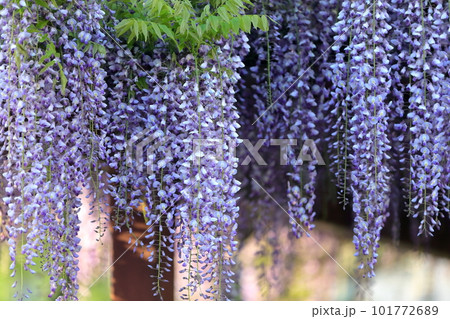 フジの花 101772689