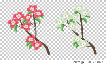 Dogwood 2 colors Dogwood 2 colors 101773024