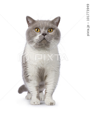 Adult hotsell british shorthair