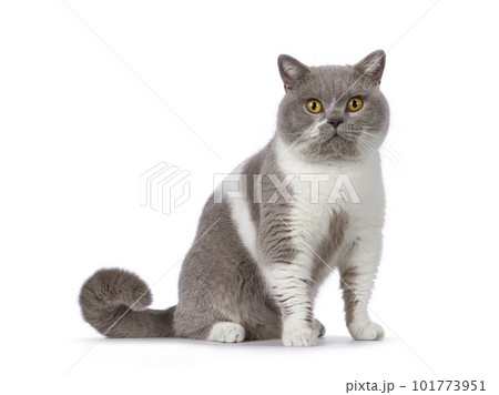 Adult British Shorthair cat on white background