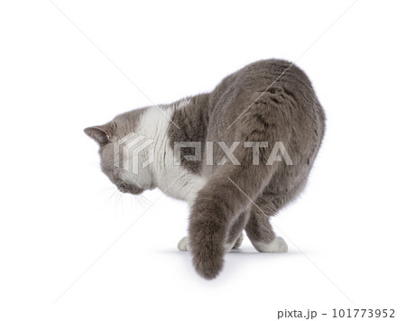 Adult British Shorthair cat on white background 101773952