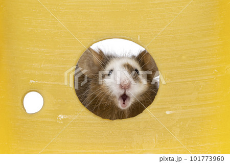 Cheese with mouse looking through hole 101773960