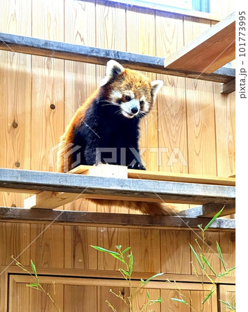 名古屋　東山動植物園のレッサーパンダ 101773995