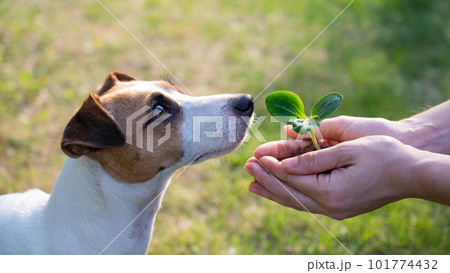 A woman holds a sprout in her hands next to the muzzle of a Jack Russell dog outdoors. 101774432
