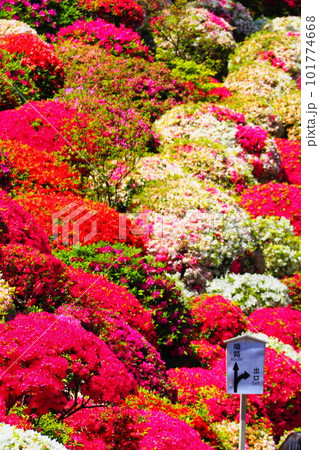 根津神社つつじ苑のつつじ祭り 101774668