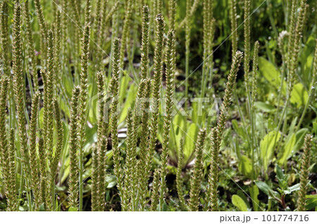 空き地に林立する雑草で薬草のオオバコ 101774716