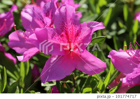 春の庭に咲くピンク色のツツジの花 春の庭に咲くピンク色のツツジの花 101774717