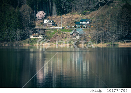 湖畔の一本桜 101774795