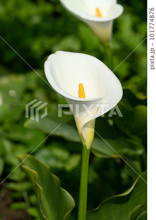 クワズイモ 白色 白 101774876