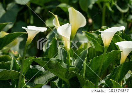 クワズイモ 白色 白 101774877