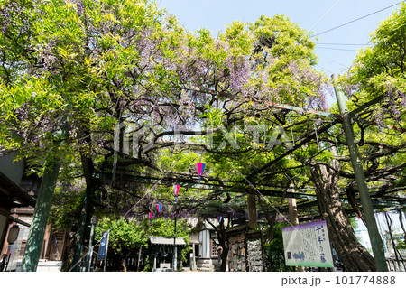 國領神社　千年乃藤　藤の花　見頃　春晴れの青空　東京都調布市国領町 101774888