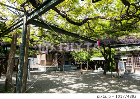 國領神社　千年乃藤　藤の花　御神木　見頃　春晴れ　東京都調布市国領町 101774892
