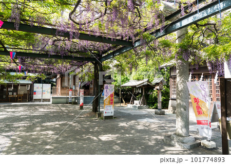 國領神社　千年乃藤　藤の花　見頃　藤まつり　春晴れ　東京都調布市国領町 101774893