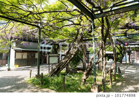 國領神社　千年乃藤　藤の花の幹　御神木　見頃　春晴れ　東京都調布市国領町 101774898