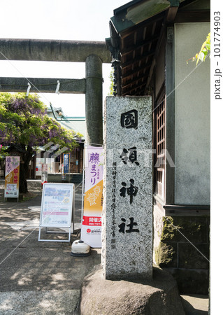 國領神社　入口　千年乃藤　藤の花　見頃　春晴れ　東京都調布市国領町 101774903