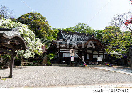 深大寺 なんじゃもんじゃの木と本堂 春の青空 東京都調布市 深大寺 なんじゃもんじゃの木と本堂 春の青空 東京都調布市 101774917