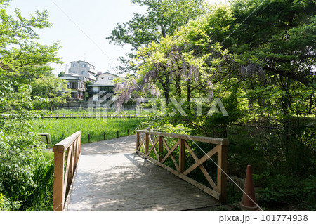 神代植物公園の水生植物園 藤の花と水辺の草 春の青空 東京都調布市 神代植物公園の水生植物園 藤の花と水辺の草 春の青空 東京都調布市 101774938
