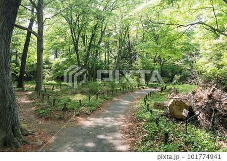 神代植物公園の水生植物園 鬱蒼とした森 春晴れの青空 東京都調布市 神代植物公園の水生植物園 鬱蒼とした森 春晴れの青空 東京都調布市 101774941