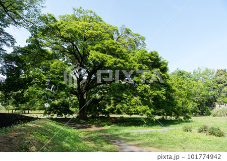 深大寺城跡の景色 神代植物公園の水生植物園を登ったところ 春晴れの青空 東京都調布市 深大寺城跡の景色 神代植物公園の水生植物園を登ったところ 春晴れの青空 東京都調布市 101774942
