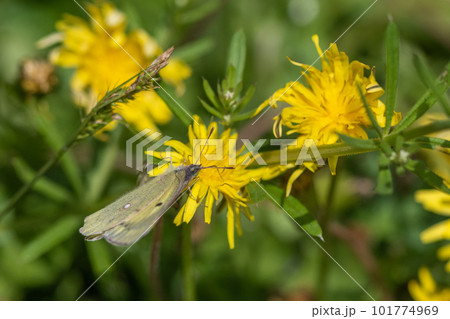 タンポポの蜜を吸うモンキチョウ 101774969