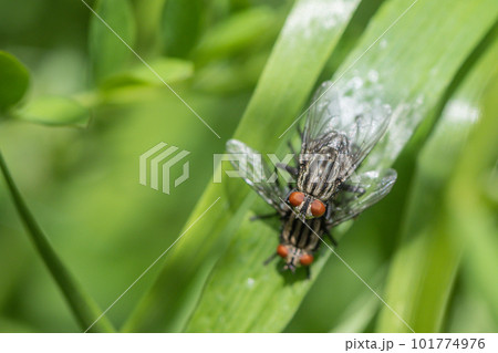 草の上で交尾するセンチニクバエ 101774976
