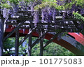赤い橋と藤 101775083