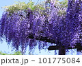 藤棚 101775084