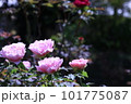 牡丹競演 101775087