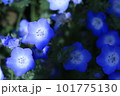 ネモフィラ 101775130