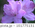 つつじ 101775131
