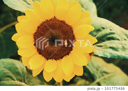 佐倉のひまわり畑 101775486