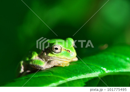 アマガエルのアップ アマガエルのアップ 101775495