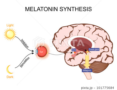 Melatonin and Circadian rhythm regulation. Brain with pineal gland Melatonin and Circadian rhythm regulation. Brain with pineal gland 101775684