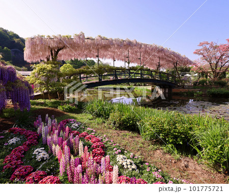 足利市　あしかがフラワーパークのうす紅橋 101775721