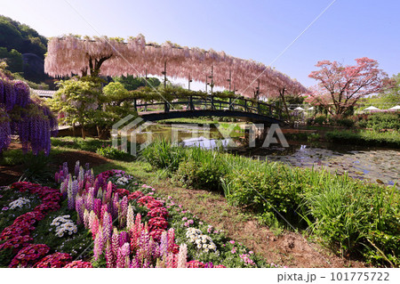足利市　あしかがフラワーパークのうす紅橋 101775722