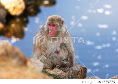 嵐山モンキーパークの猿　　　　　 101775775