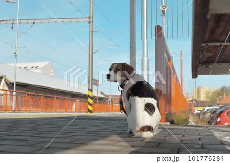 The dog is obediently waiting for his master at the station. The concept of devotion, loyalty and friendship. A beagle dog looking for its master. The dog is obediently waiting for his master at the station. The concept of devotion, loyalty and friendship. A beagle dog looking for its master. 101776284