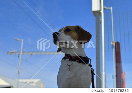The beagle dog waits sadly at the station. The concept of loyalty, abandonment and canine friendship. A dog devotedly waiting for its master. 101776286