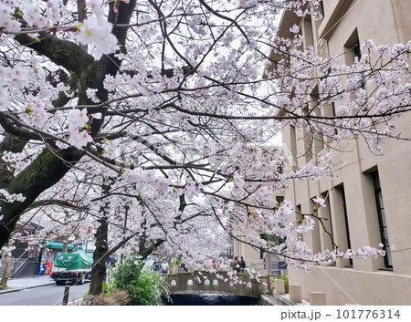 満開の桜（京都・木屋町通り） 101776314