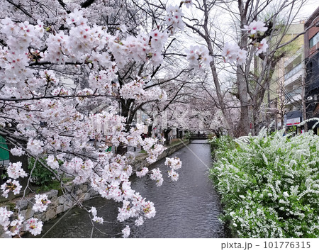 満開の桜と雪柳(京都・高瀬川) 満開の桜と雪柳(京都・高瀬川) 101776315