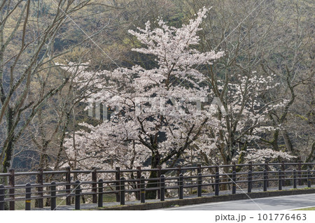 奈良の道端の桜	 奈良の道端の桜	 101776463