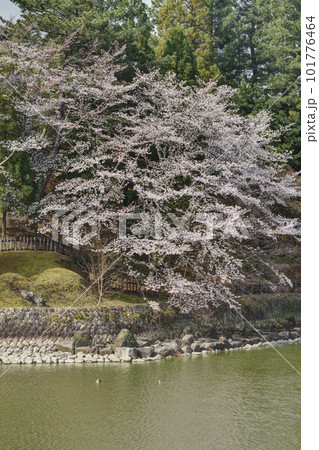 奈良ホテルの桜 奈良ホテルの桜 101776464