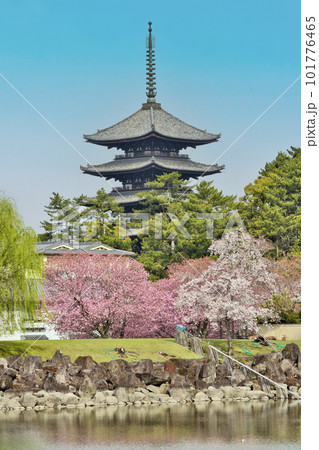 興福寺の五重塔と桜 興福寺の五重塔と桜 101776465
