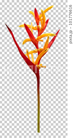 Tropical heliconia psittacorum flowers isolated, Golden Torch Tropical heliconia psittacorum flowers isolated, Golden Torch 101776616