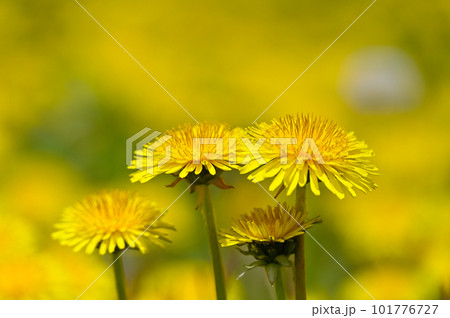 たんぽぽ たんぽぽ 101776727