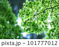 青もみじ 101777012