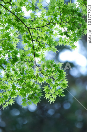 深緑の紅葉 101777013