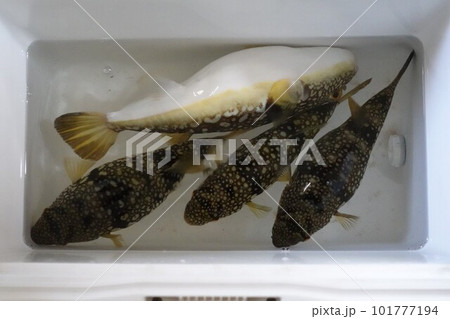 コモンフグが釣れた 101777194